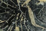 Polished Petrified Wood Limb Round - Indonesia #329222-1